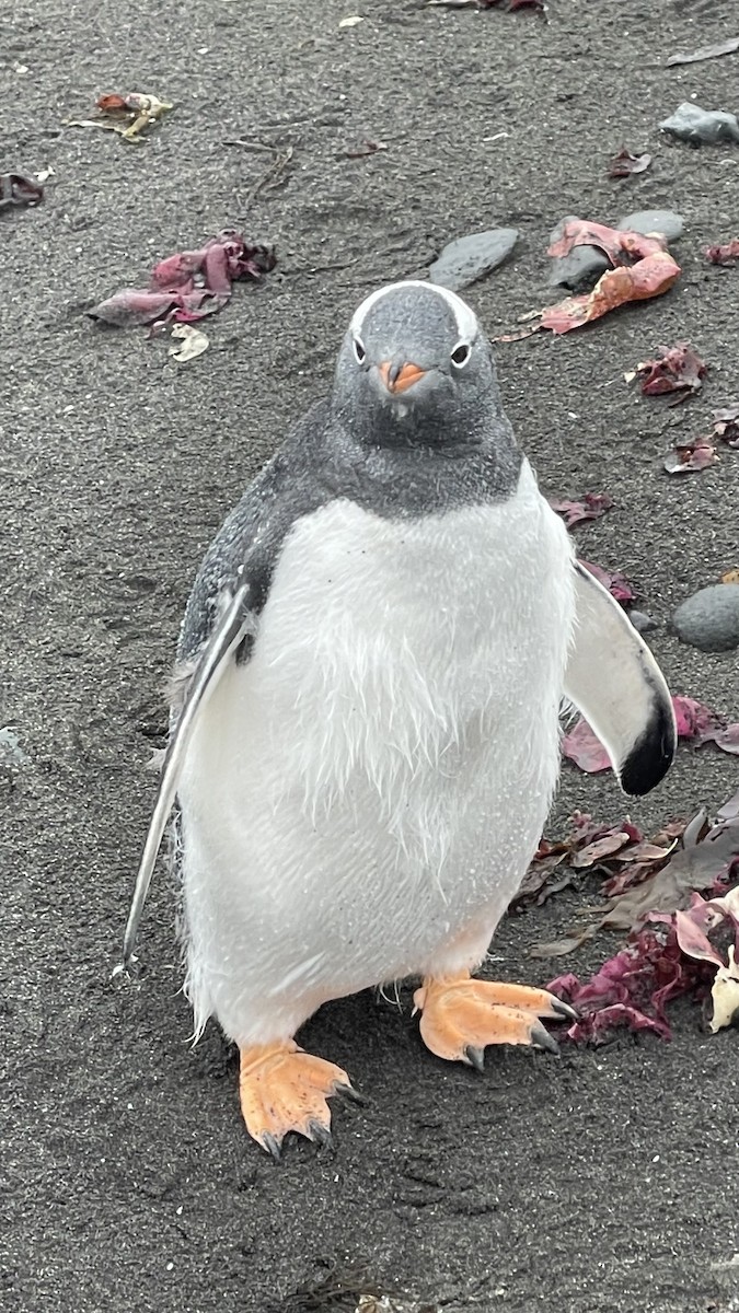 Gentoo Penguin - MJ Hele