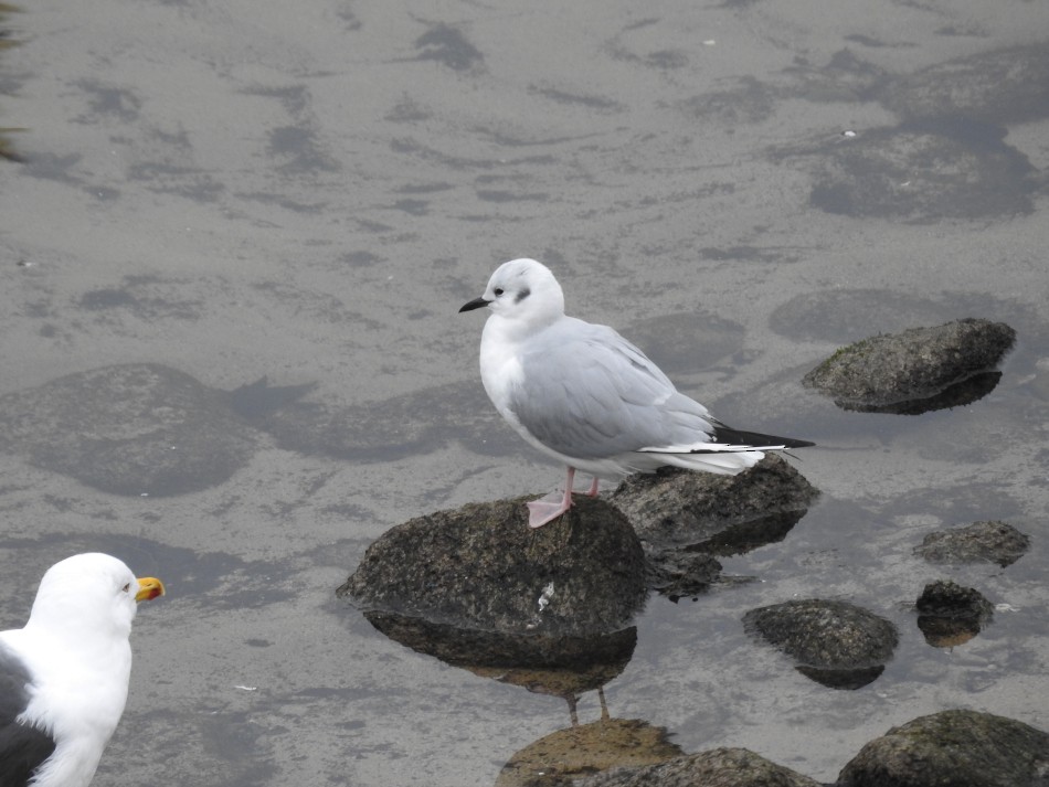 Bonaparte's Gull - Xabier Saralegi