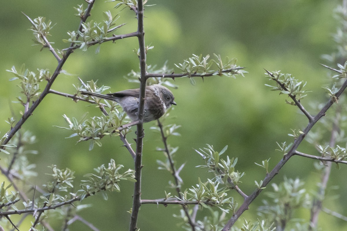 Sooty Tit - ML538334311