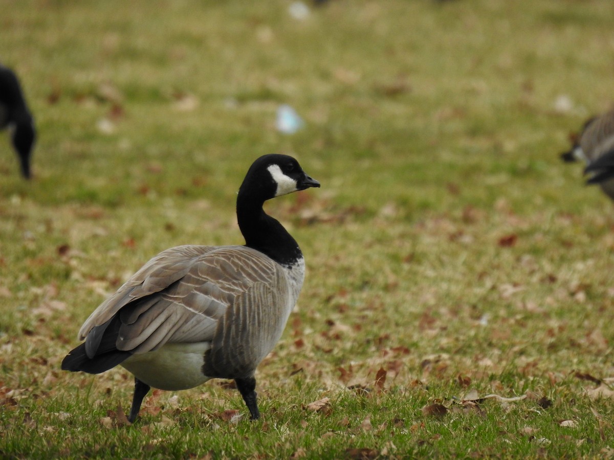 シジュウカラガン - ML538335481