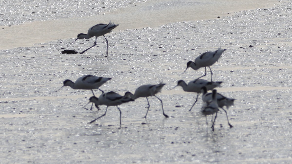 Pied Avocet - ML538336221