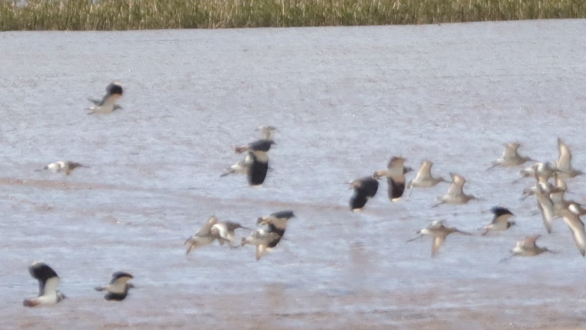 Northern Lapwing - ML538336261