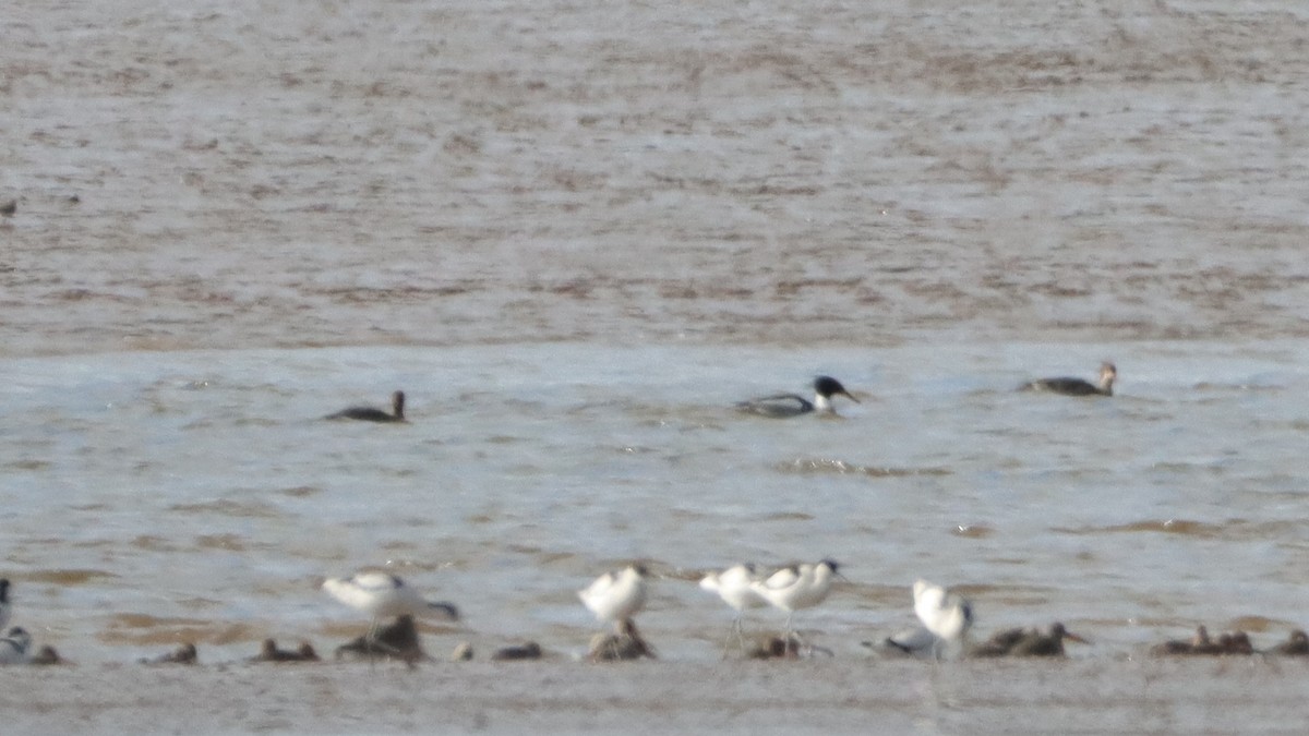 Red-breasted Merganser - ML538336321
