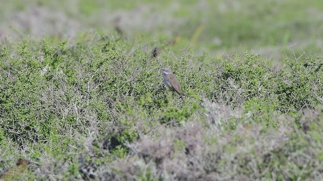 Bruant de Bell (clementeae) - ML538336611