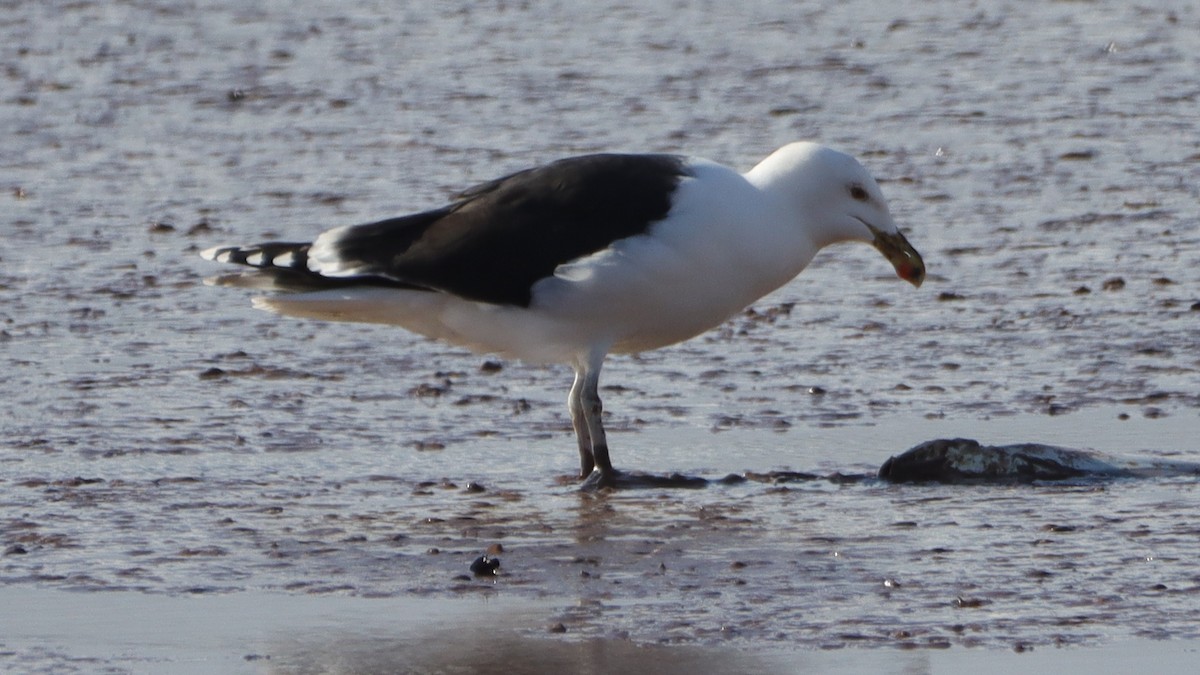 Great Black-backed Gull - ML538336711