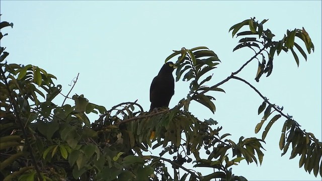 Crested Oropendola - ML538336841