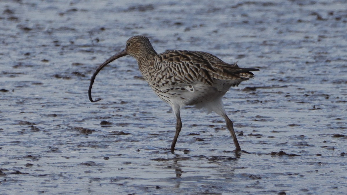 Eurasian Curlew - ML538336881