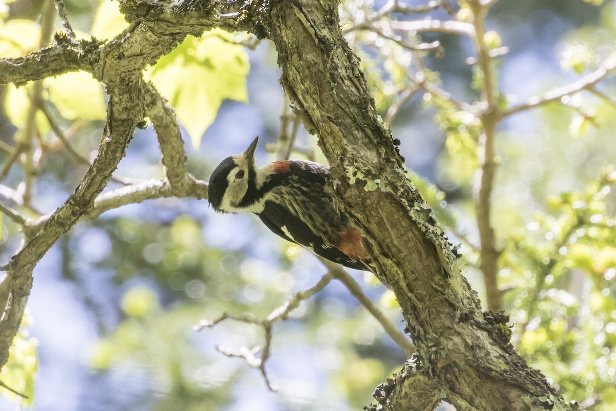 Necklaced Woodpecker - Tom Bedford