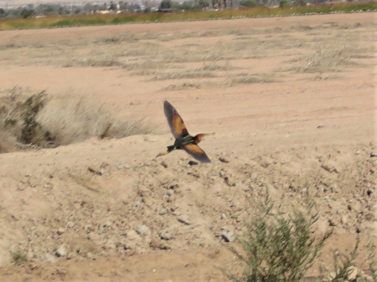 Least Bittern - ML538337211