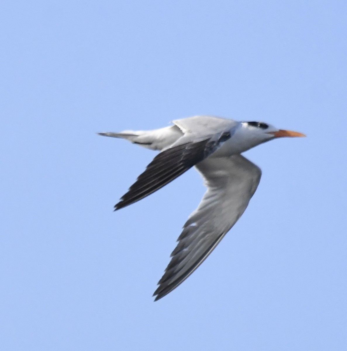 Royal Tern - ML538337361