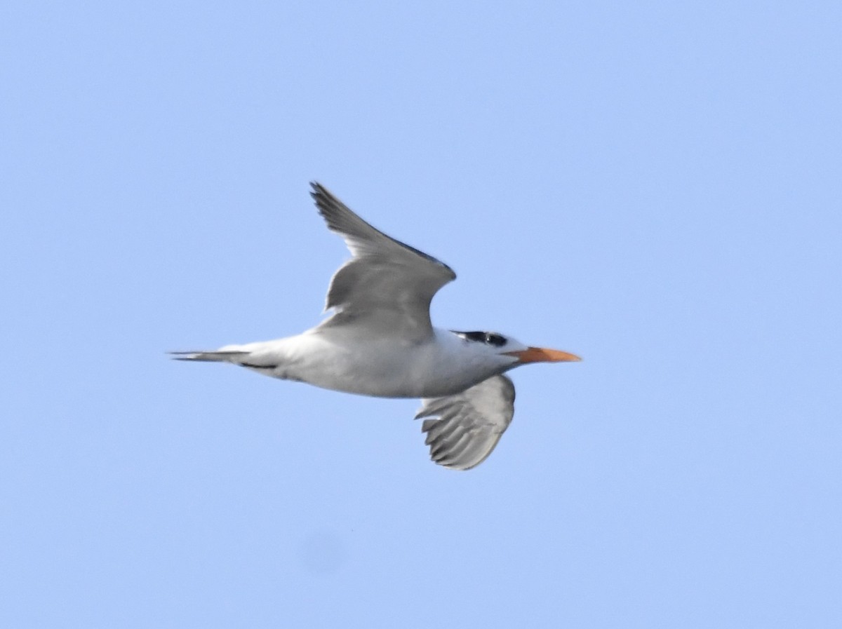 Royal Tern - Suzanne Zuckerman