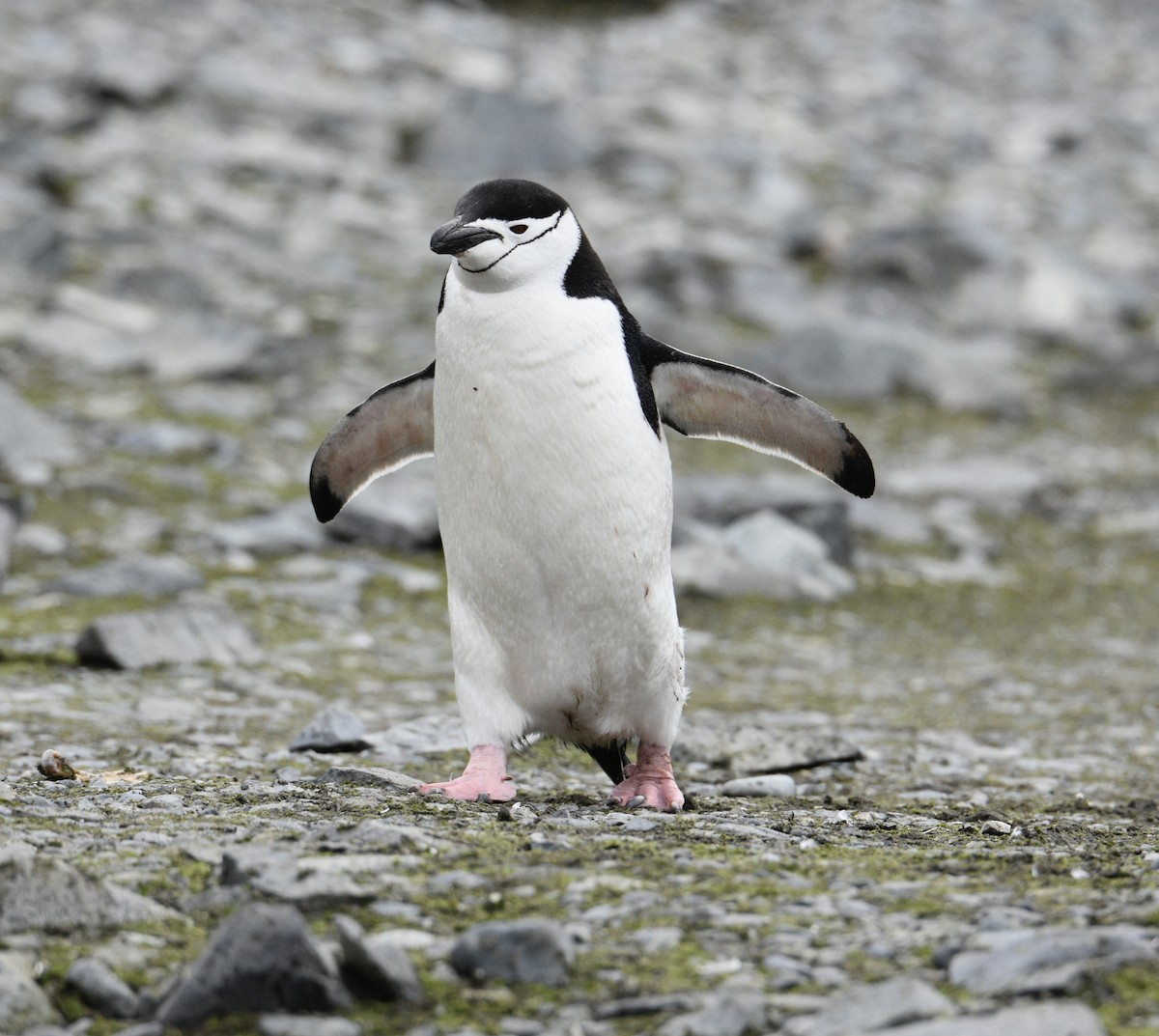 Chinstrap Penguin - MJ Hele