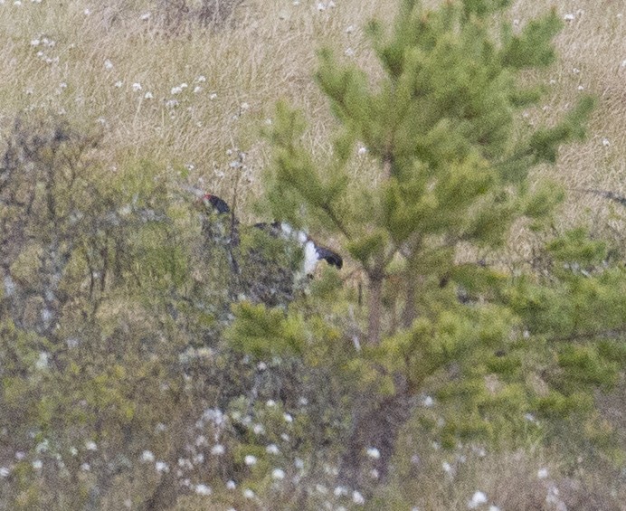 Black Grouse - José Martín