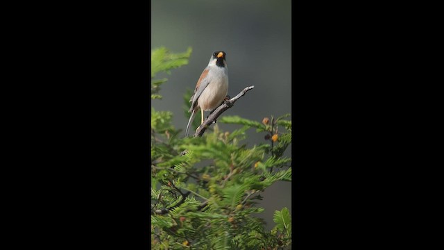 Buff-bridled Inca-Finch - ML538338031