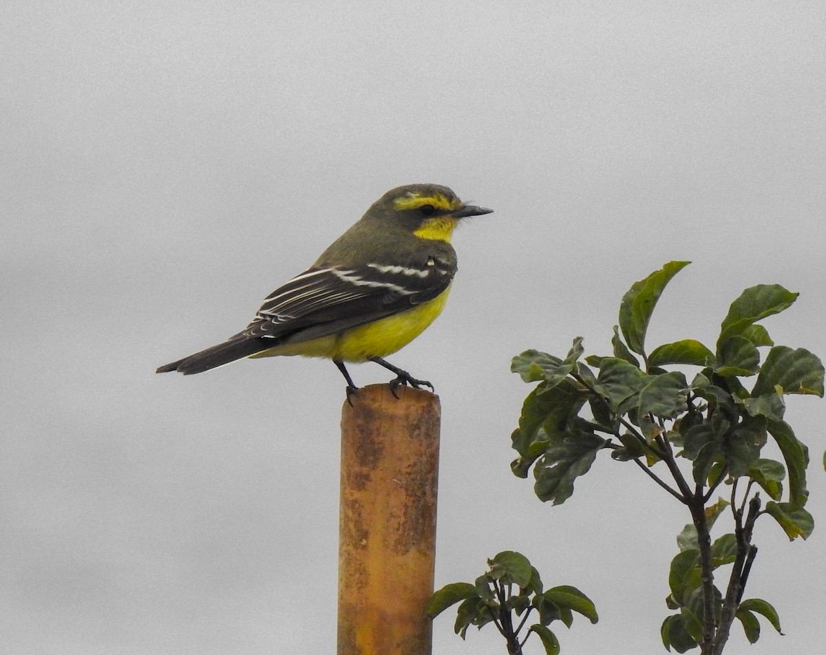 Yellow-browed Tyrant - ML538338241