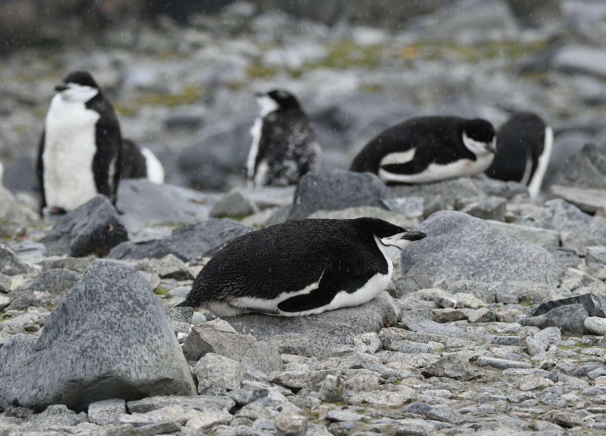 Chinstrap Penguin - MJ Hele