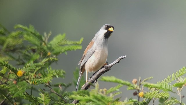 Buff-bridled Inca-Finch - ML538338641