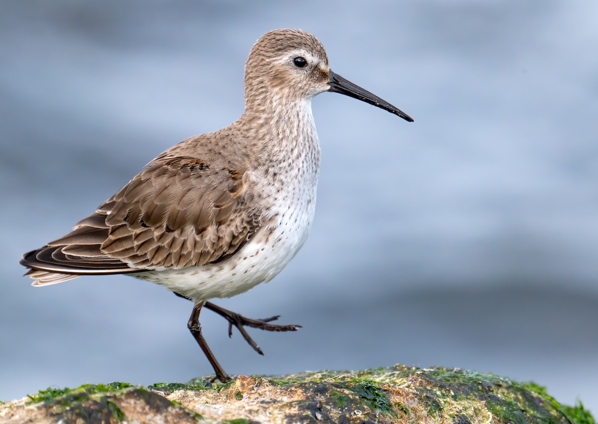 Dunlin - Matthew Addicks