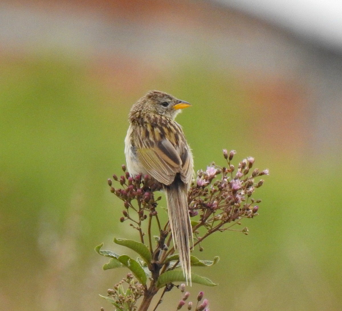 Wedge-tailed Grass-Finch - Joseane Derengoski