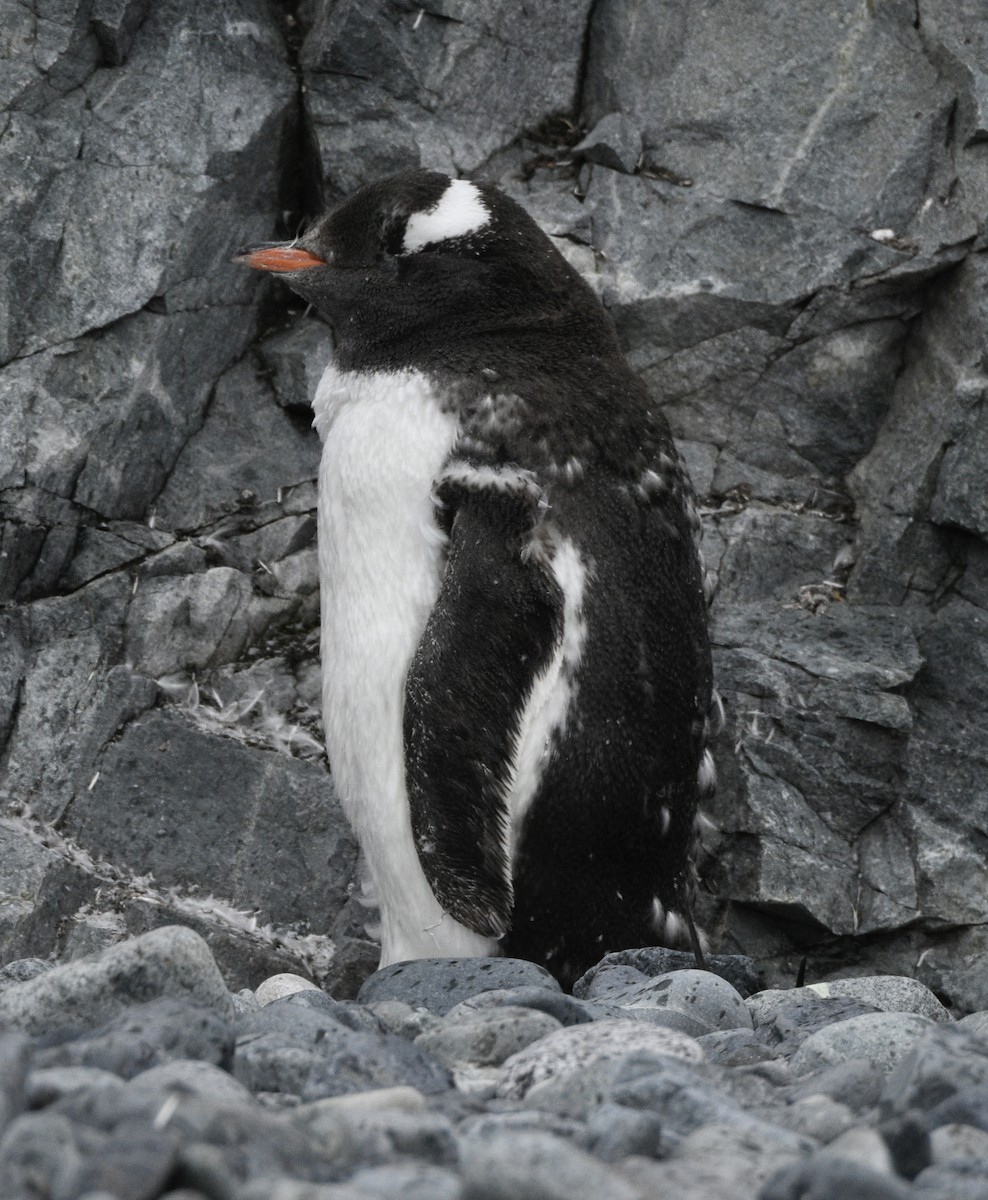 Gentoo Penguin - ML538339591