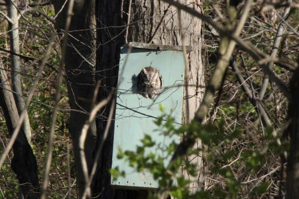 Eastern Screech-Owl - ML53833971