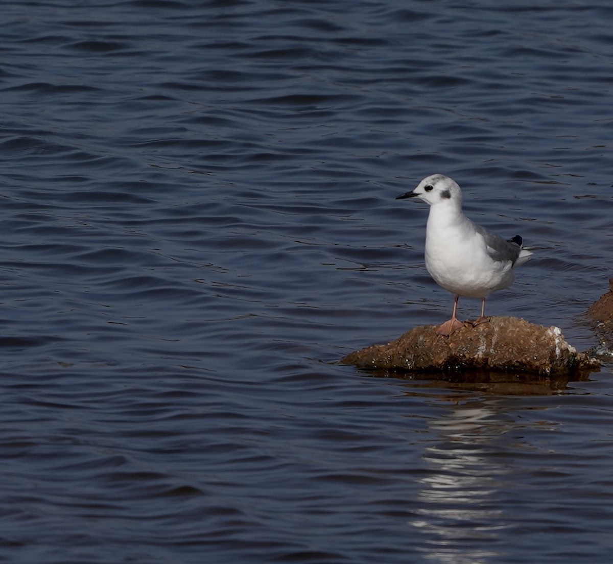 Bonaparte's Gull - Peter Alexander