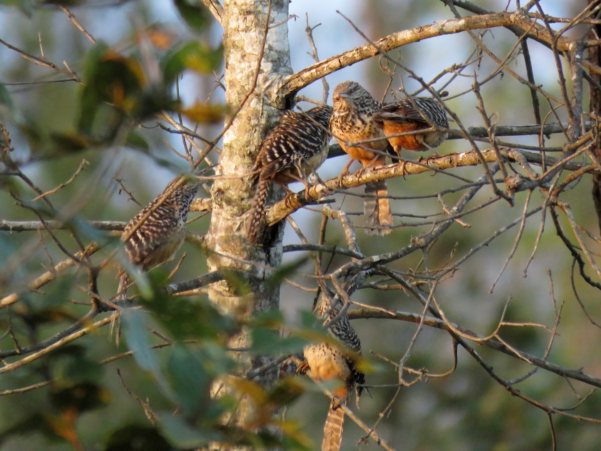 Band-backed Wren - ML53834051