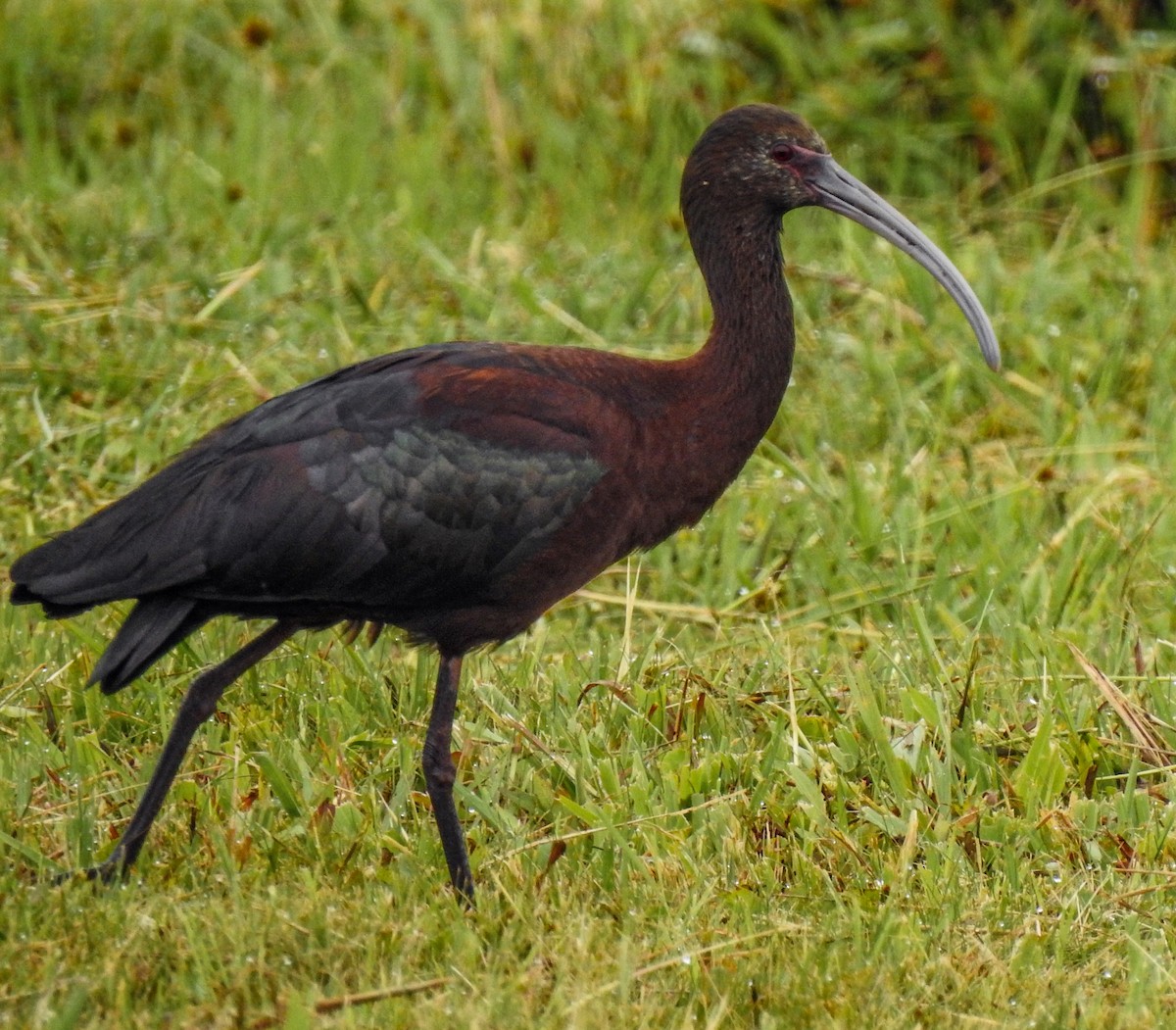 White-faced Ibis - ML538340561