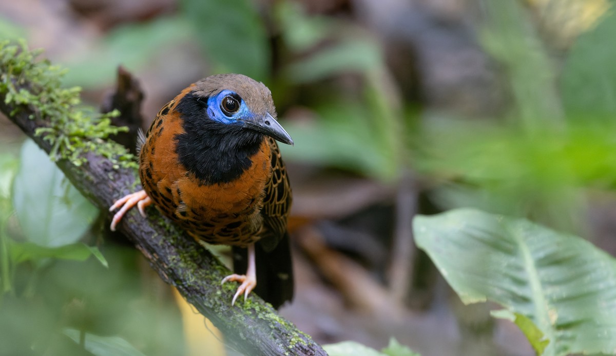 Ocellated Antbird - ML538340821