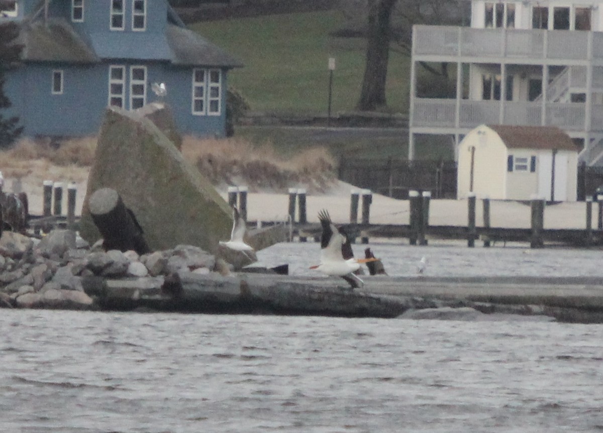 American White Pelican - ML53834121