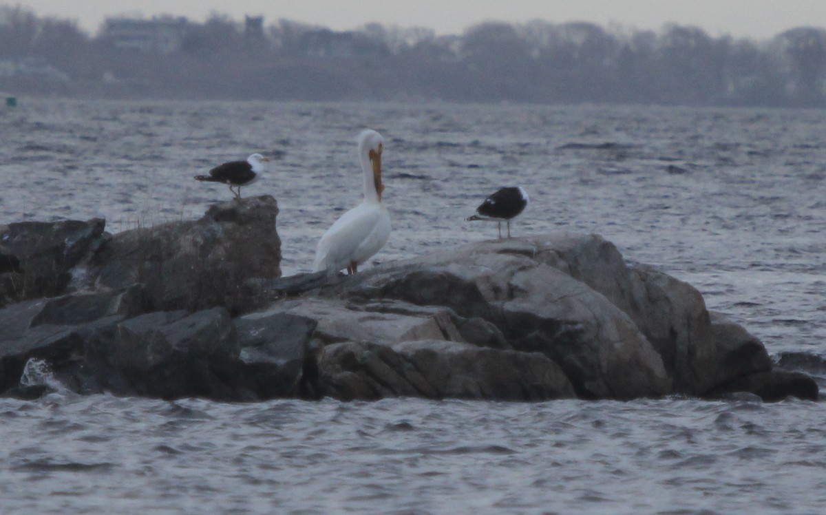 American White Pelican - ML53834131