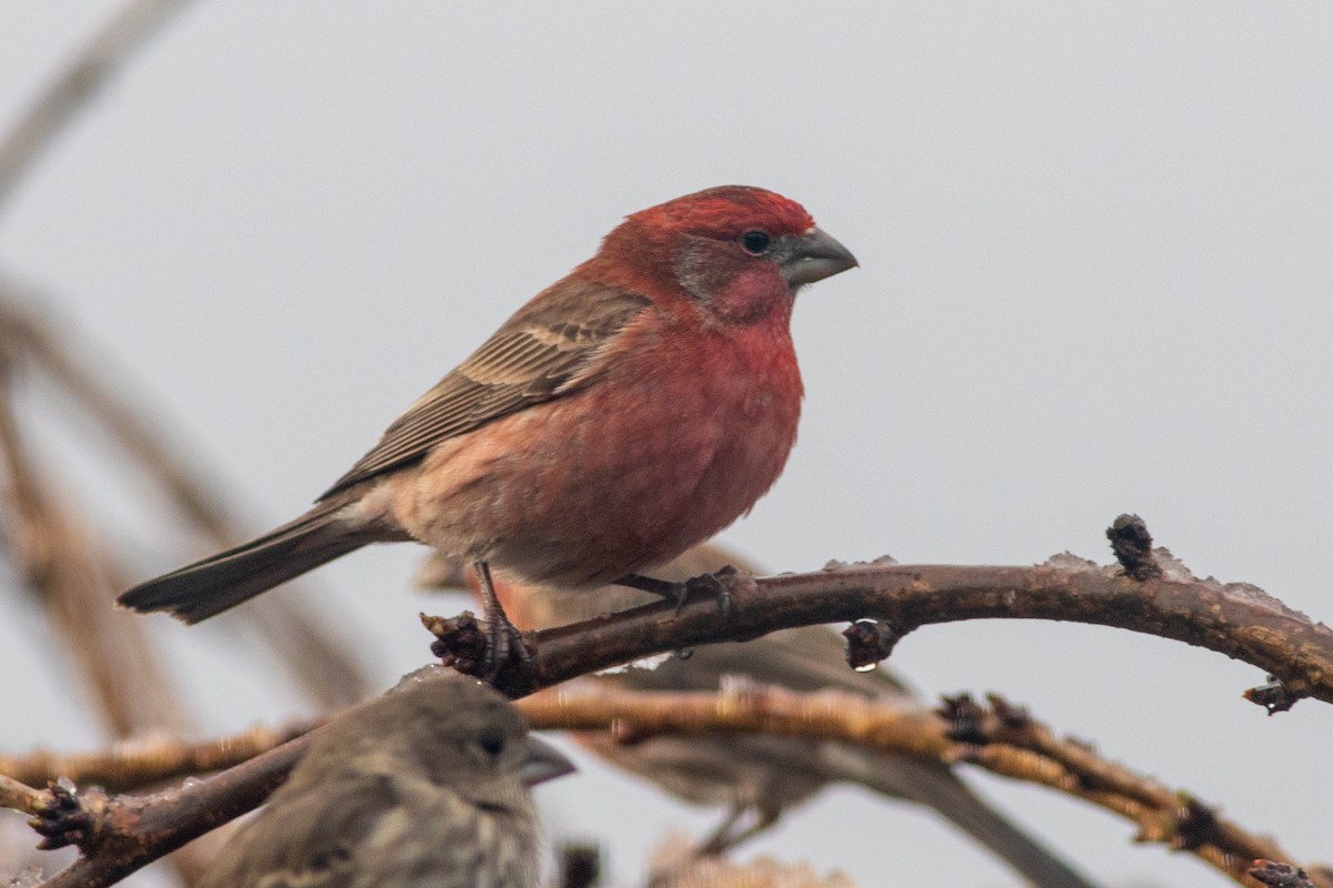 House/Purple Finch - ML538341381