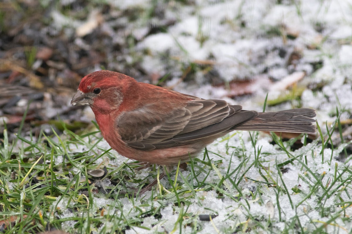 House/Purple Finch - ML538341421