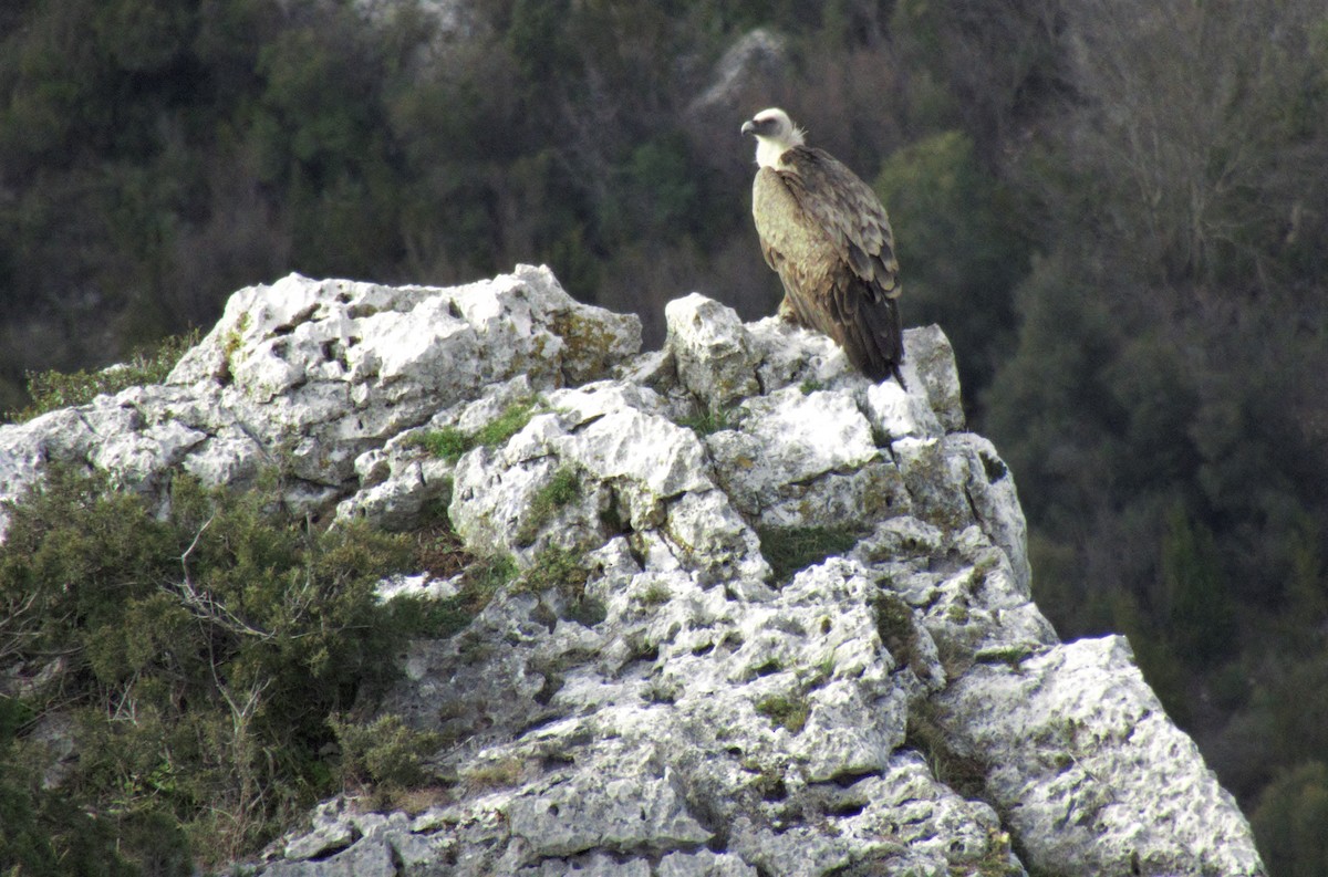 Eurasian Griffon - ML538341801