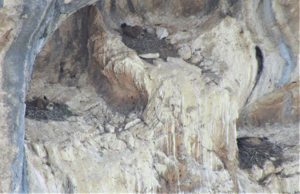 Eurasian Griffon - ML538341811