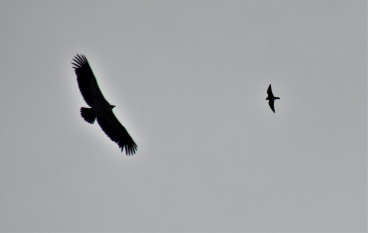 Peregrine Falcon - ML538341851