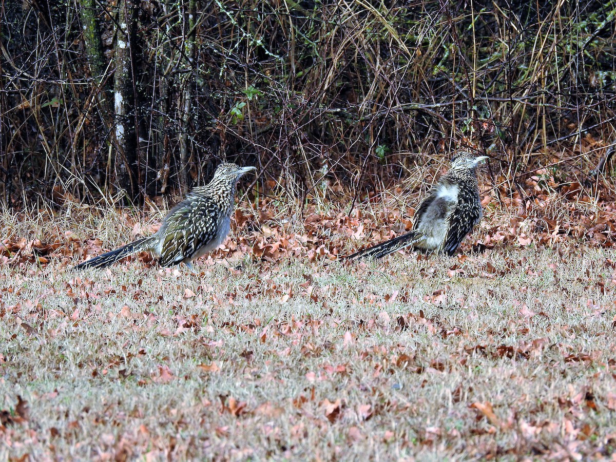 Greater Roadrunner - ML538342261
