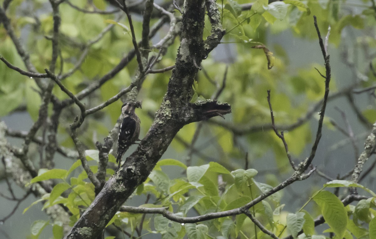 Gray-capped Pygmy Woodpecker - ML538342901