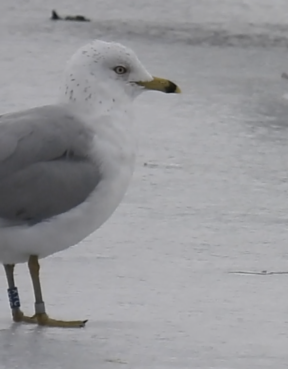 Ring-billed Gull - ML538344161