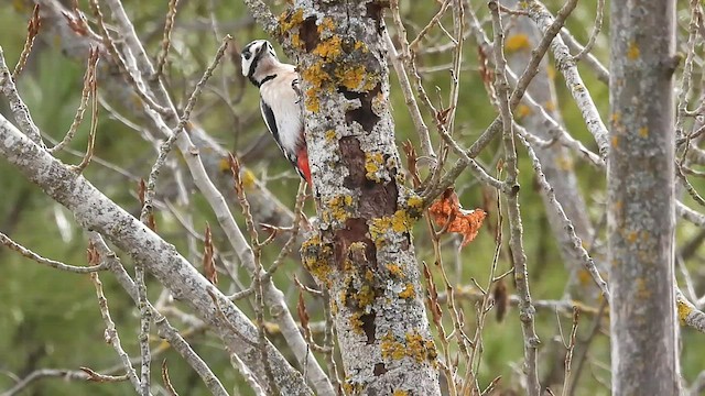 アカゲラ - ML538344921