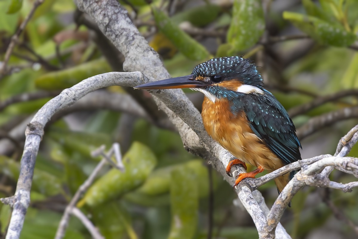 Common Kingfisher - Bradley Hacker 🦜
