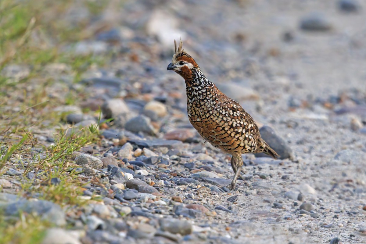 Crested Bobwhite - ML538346871