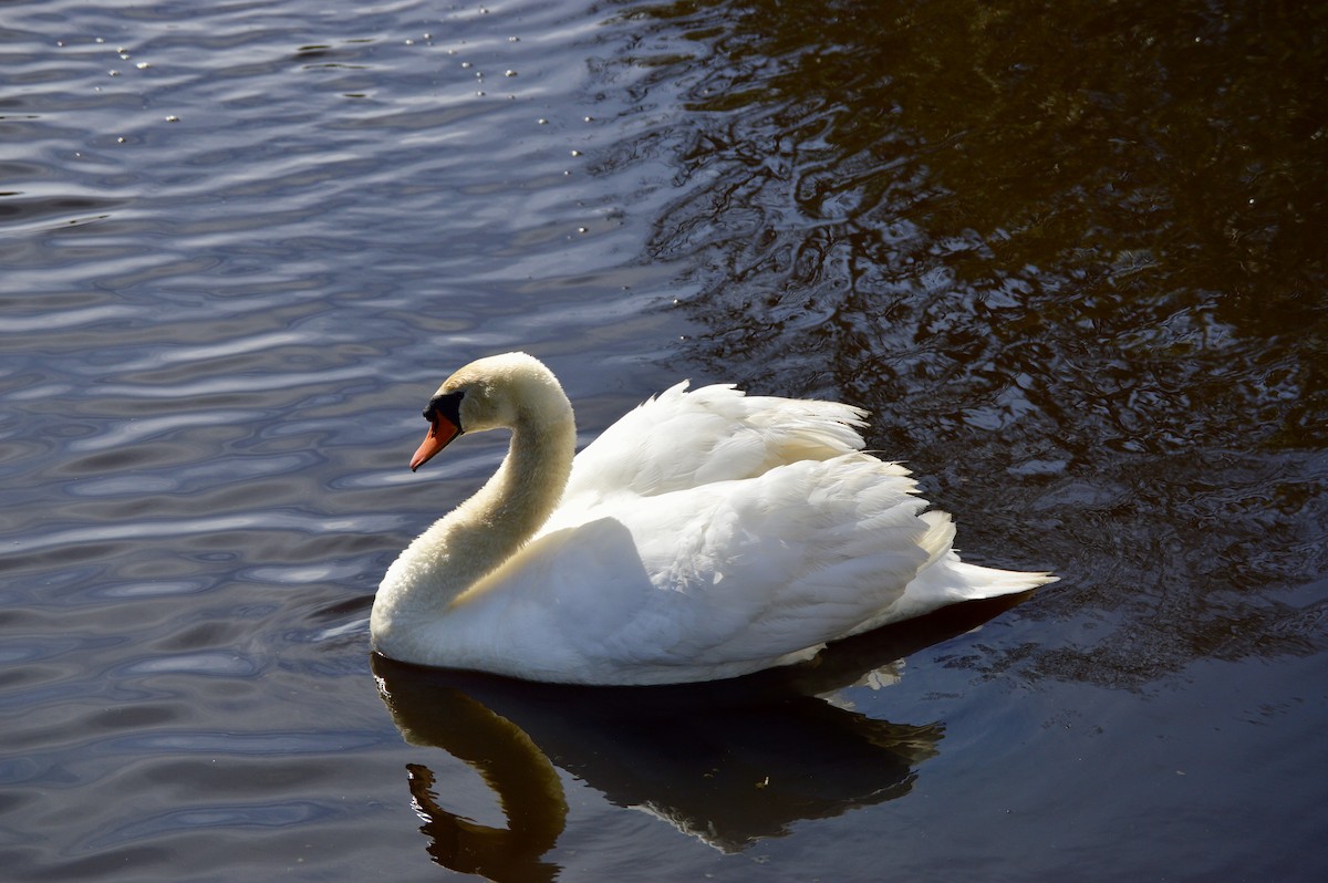 Mute Swan - Uno Brosten Vaaland