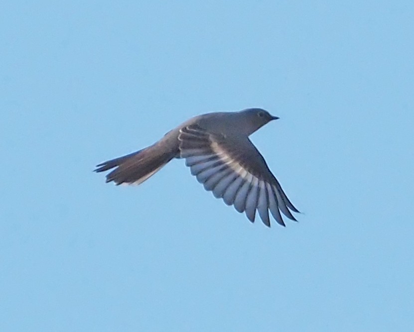 Townsend's Solitaire - ML538349561