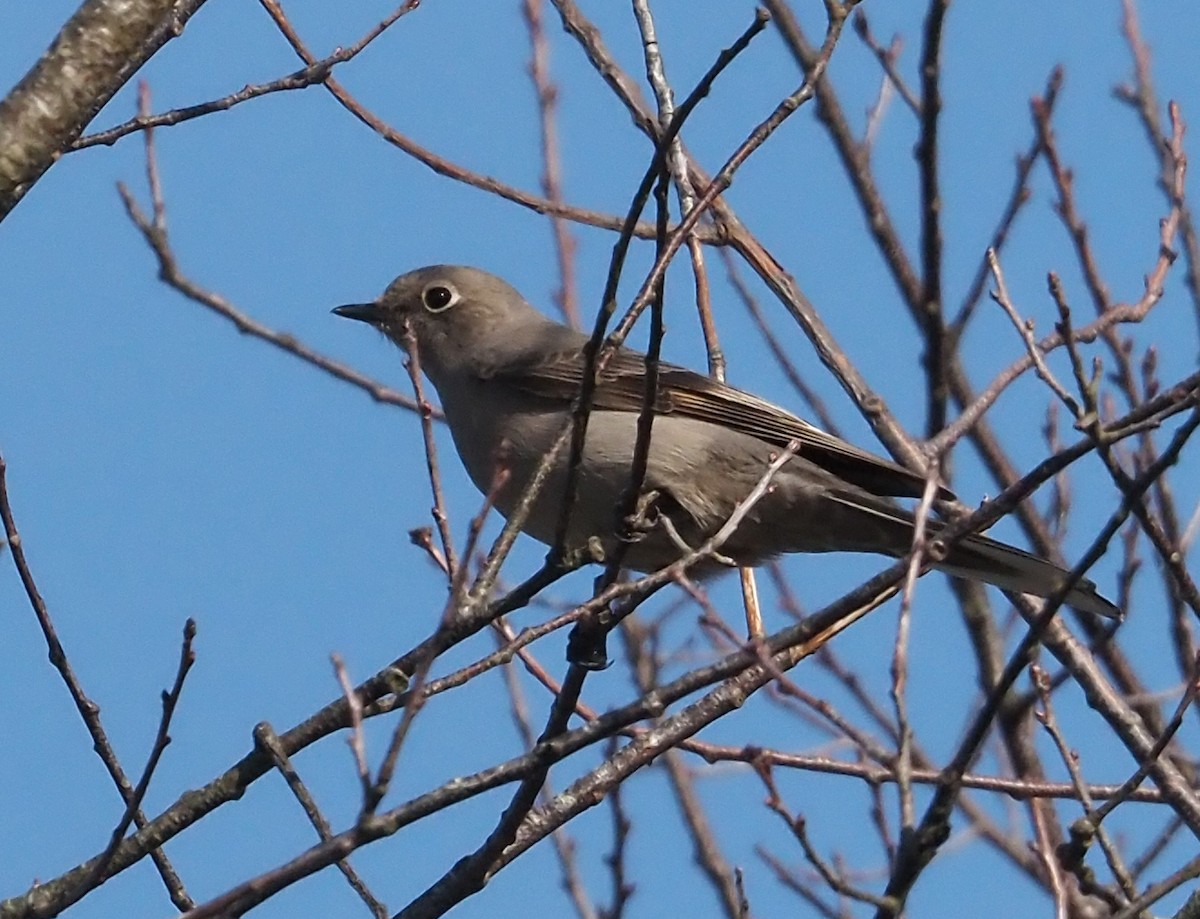 Townsend's Solitaire - ML538349571