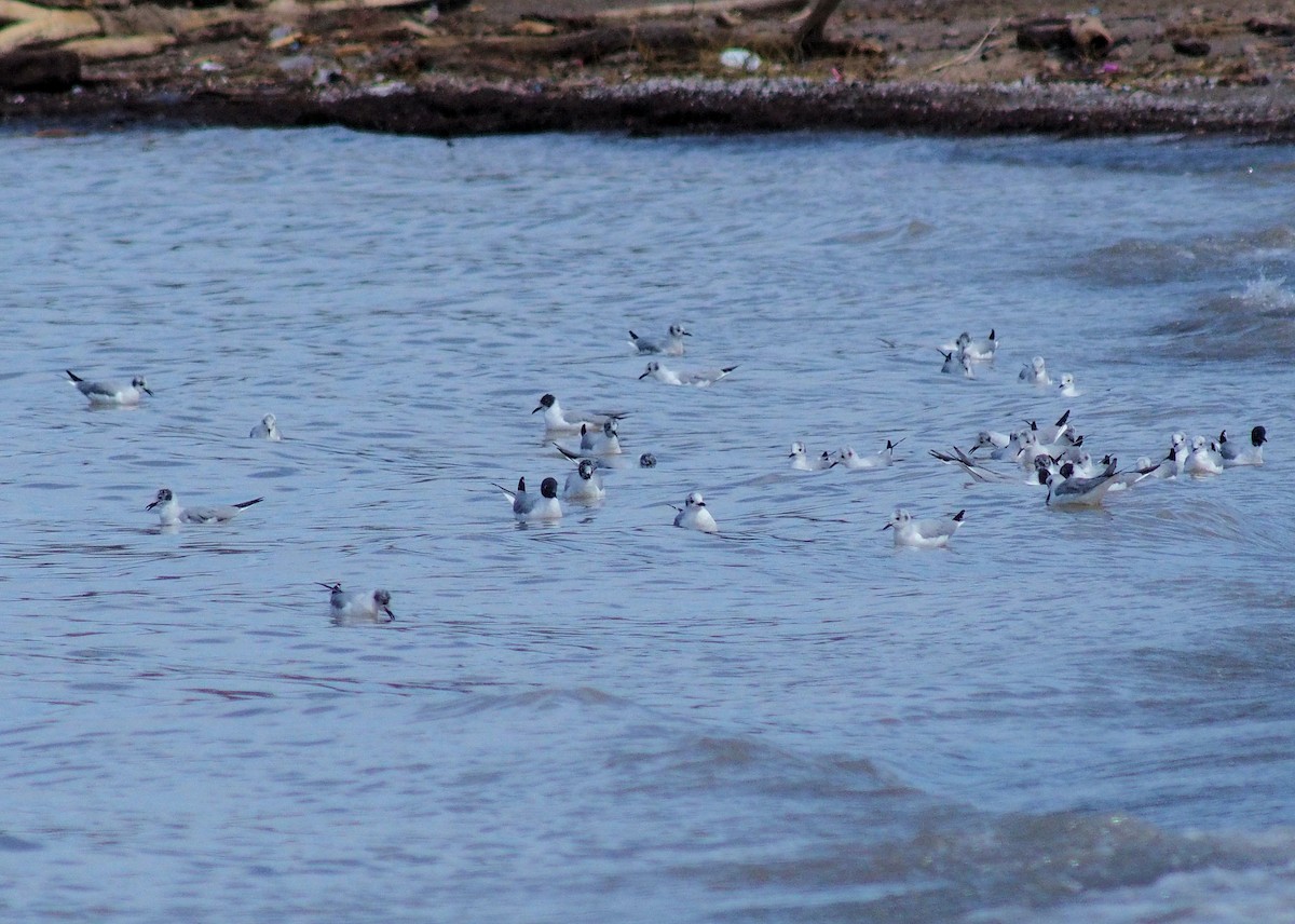 Mouette de Bonaparte - ML53835021