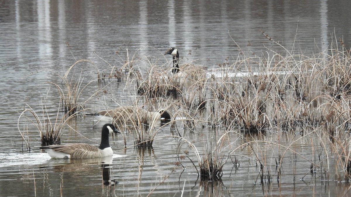 Canada Goose - ML538350471