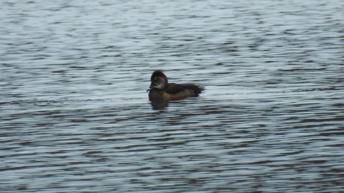 Ring-necked Duck - Anca Vlasopolos