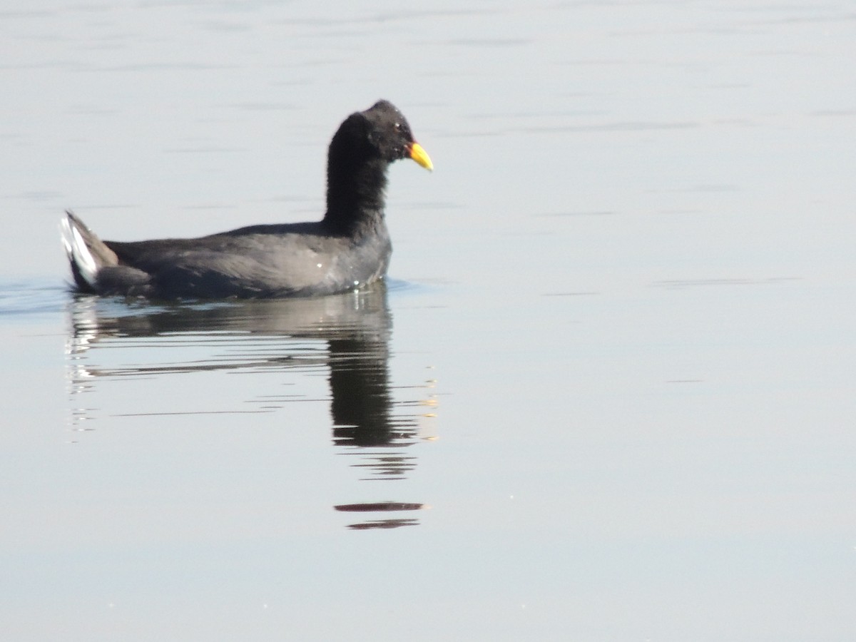 Red-fronted Coot - ML538352261