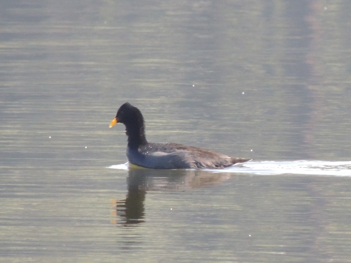 Red-fronted Coot - ML538352271